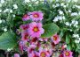 Sandhäuser Blumenschmuck-Wettbewerb – Dienstag Anmeldeschluß