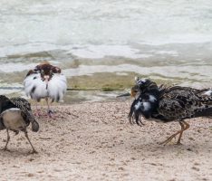 Kampfläufer in Höchstform – Brautwerbung in unterschiedlichen Gewändern