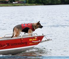 Prüfung von Rettungshundeteams