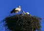 Wildlebende junge Störche werden  im Zoo Heidelberg beringt