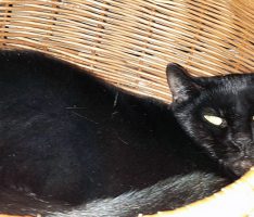 Richie und Ivenhoe: Zwei die sich besonders gern haben – ein Katzenleben lang