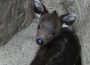 Zuchterfolg: Schopfhirsche im Heidelberger Zoo haben wieder Nachwuchs