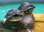 Tom-Tatze-Tierheim: </br>Wasserschildkröten suchen neues Zuhause