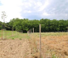 Wiederaufforstung SVS: Neue Bäume und Sträucher waldnah gepflanzt