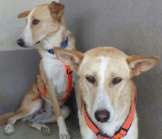 Ängstliche Hunde im Tom-Tatze-Tierheim – eine Herausforderung