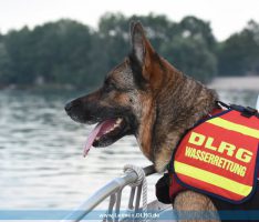 Gemeinsames Rettungshundetraining von DLRG Leimen und DRK Mannheim