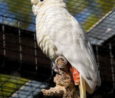 Schlaue Vögel stark bedroht – Zoo Heidelberg engagiert beim Schutz von Kakadus