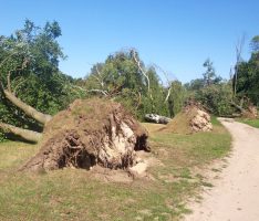 Orkan-Nachlese: Ca. 50 Bäume auf Golfplatz Rheintal umgeworfen – Platz gesperrt