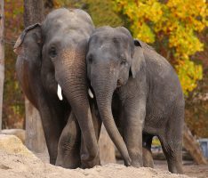 Welt-Elefantentag: WWF und Zoo starten Zusammenarbeit für bedrohte Dickhäuter