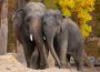 Welt-Elefantentag: WWF und Zoo starten Zusammenarbeit für bedrohte Dickhäuter