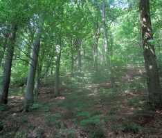 Die Buche als „Mutter des Waldes“ – Altbäume sind auch selber Habitat