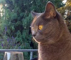 Wann ist eine Katze ein Fundtier? </br>Sonntag Bücherflohmarkt bei Tom-Tatze