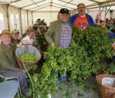 Grünes Gold von Hand ernten – Traditionelle Hopfenernte und Hopfenfest in Sandhausen