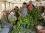 Grünes Gold von Hand ernten – Traditionelle Hopfenernte und Hopfenfest in Sandhausen
