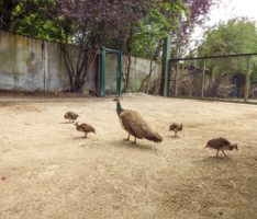 Blaue Pfauen im Zoo haben Verstärkung bekommen