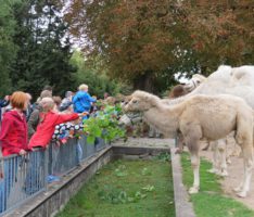 Wie leben die Tiere, von denen wir leben? Nutztiertag im Zoo
