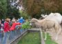 Wie leben die Tiere, von denen wir leben? Nutztiertag im Zoo