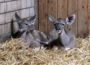 Große Kudus mit zweifachem Nachwuchs:  Erneut Doppelgeburt im Zoo Heidelberg