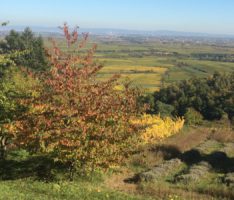 Herrliche Herbstwanderung von Skiclub und SFK Leimen: „Ab in die Palz“