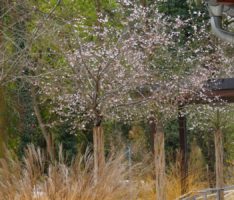Ein Leimener Blütentraum auch im Winter: Die Japanische Winterkirsche