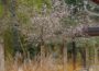 Ein Leimener Blütentraum auch im Winter: Die Japanische Winterkirsche