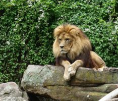Die Bagger können kommen – Spatenstich für die neue Löwenanlage im Zoo Heidelberg