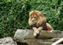 Die Bagger können kommen – Spatenstich für die neue Löwenanlage im Zoo Heidelberg