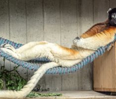 Zoo Heidelberg beteiligt sich an Erhaltungszucht für Sifakas