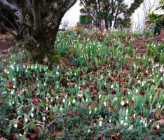 Ein Hauch von Frühling wehte über das Land …