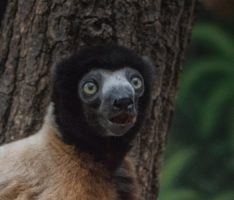 Neue Freunde im Zoo: </br>Sifaka Daholo freundet sich mit den Kattas an