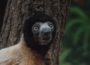 Neue Freunde im Zoo: </br>Sifaka Daholo freundet sich mit den Kattas an