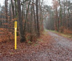 Ab Anfang Februar: Baumfällarbeiten entlang der Erdgasleitungen in Sandhausen