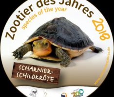Kaum noch in freier Wildbahn: Scharnierschildkröte ist Zootier des Jahres 2018