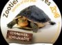 Kaum noch in freier Wildbahn: Scharnierschildkröte ist Zootier des Jahres 2018