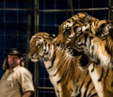Circus Manuel Weisheit gastiert in Leimen: Programm mit Artistik, Ponys und sib. Tigern