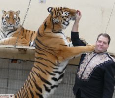 Sibirische Tiger im Circus Weisheit: Trainer Prehn fressen sie sogar aus der Hand