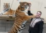 Sibirische Tiger im Circus Weisheit: Trainer Prehn fressen sie sogar aus der Hand