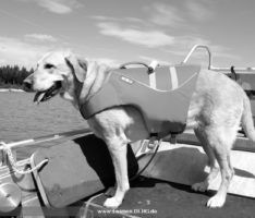 Trauriger Abschied vom Leimener Wasserrettungshund FLY