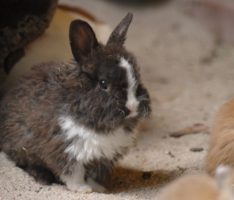 Die Zootiere freuen sich auf die Ostergeschenke der Kinder