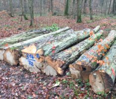 Perfektes Winterwetter! </br>Holz-Abtransport aus den Wäldern läuft