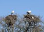 Vorboten des Frühlings gesichtet: </br>Erste Weißstörche im Zoo angekommen