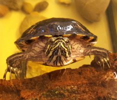 Teichbesitzer aufgepasst – Wasserschildkröte such neue Heimat