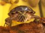 Teichbesitzer aufgepasst – Wasserschildkröte such neue Heimat