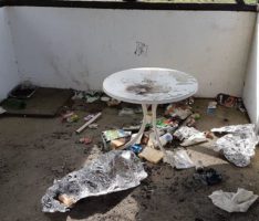 Schweine im Weinberg – Allerdings keine Wildschweine, denn die sind sauber!