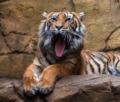 Tigerin Karis im Zoo angekommen: Neue Partnerin für Sumatra-Tiger Tebo