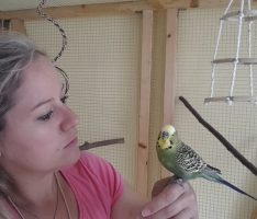 Redegewandter Wellensittich bei Tom-Tatze: Wo kommt er her? Wer vermisst ihn?