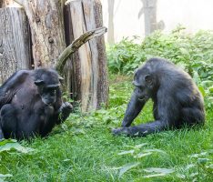 Welt-Schimpansentag am 14. Juli – Spannende Infoaktion im Zoo Heidelberg