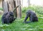 Welt-Schimpansentag am 14. Juli – Spannende Infoaktion im Zoo Heidelberg