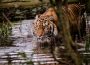 Thementag Tiger am Sonntag im Zoo Heidelberg