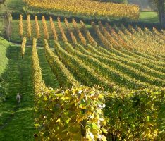 3. Oktober: Tag der Stadtnatur Leimen und Weinbergsfest im Kreuzweg